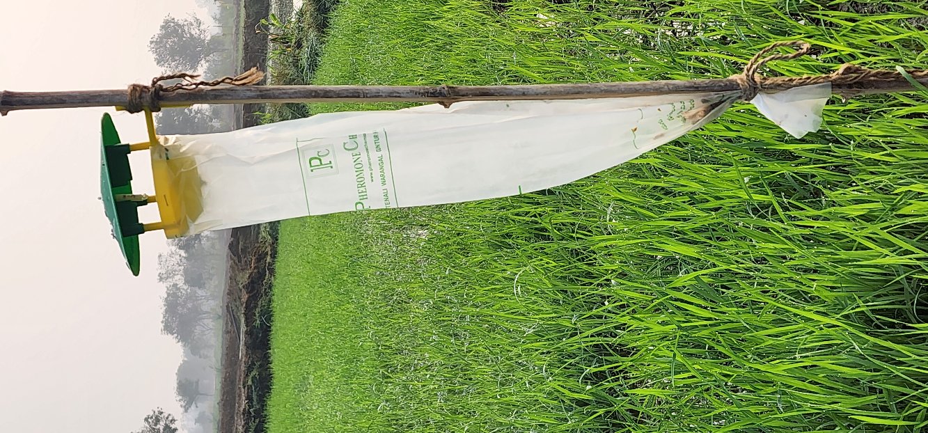 Scirpophaga incertulas (Rice Yellow stem borer) Lure