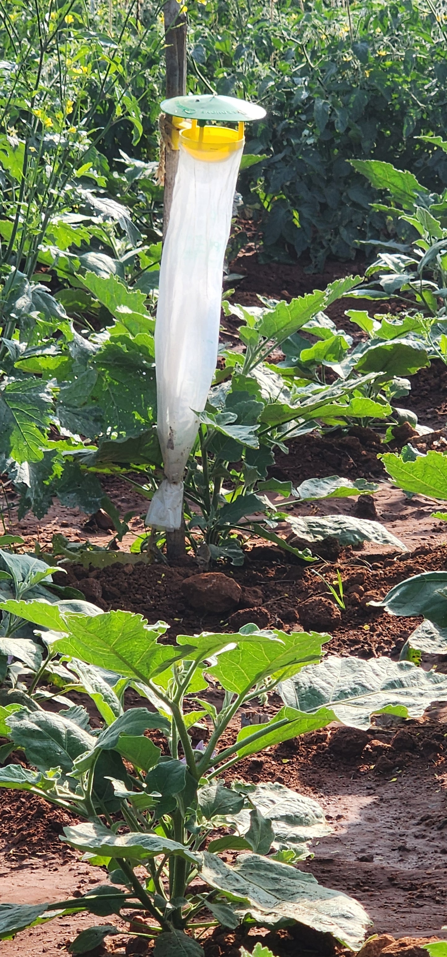 Tomato Total Protection for 1-Acre