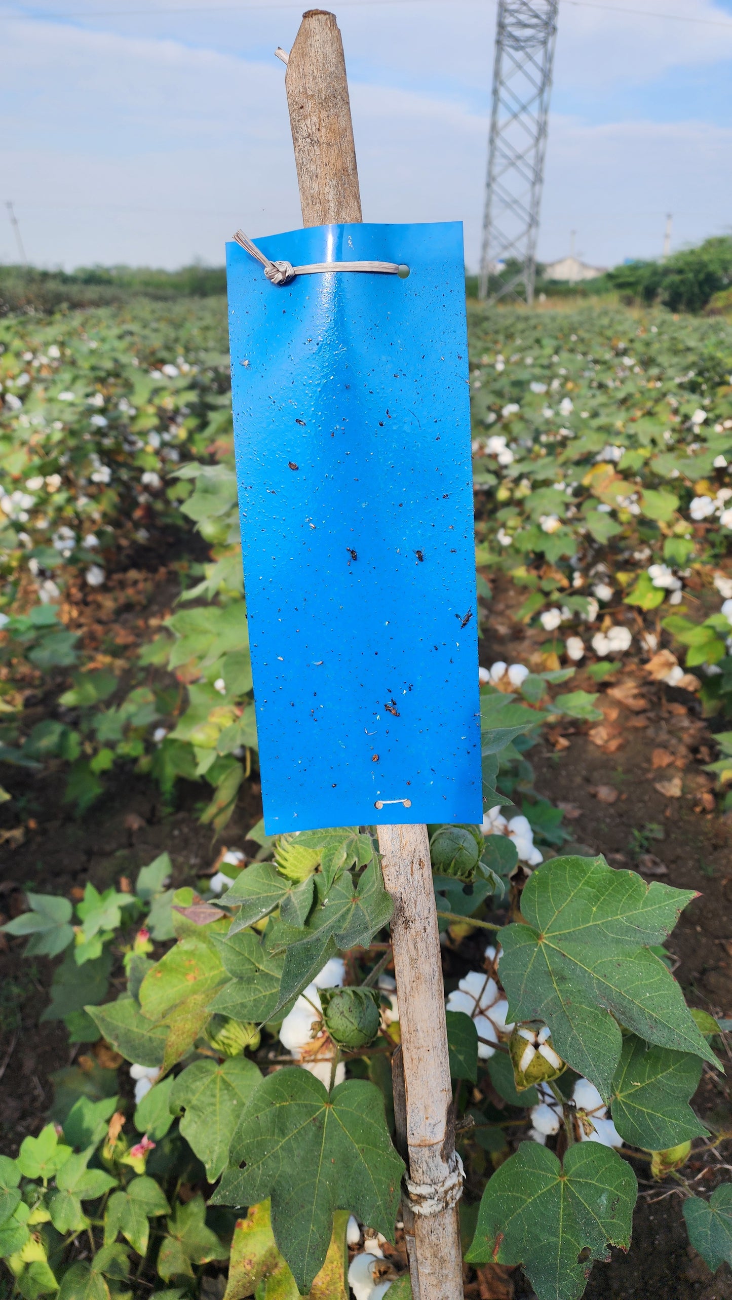 Tomato Total Protection for 1-Acre