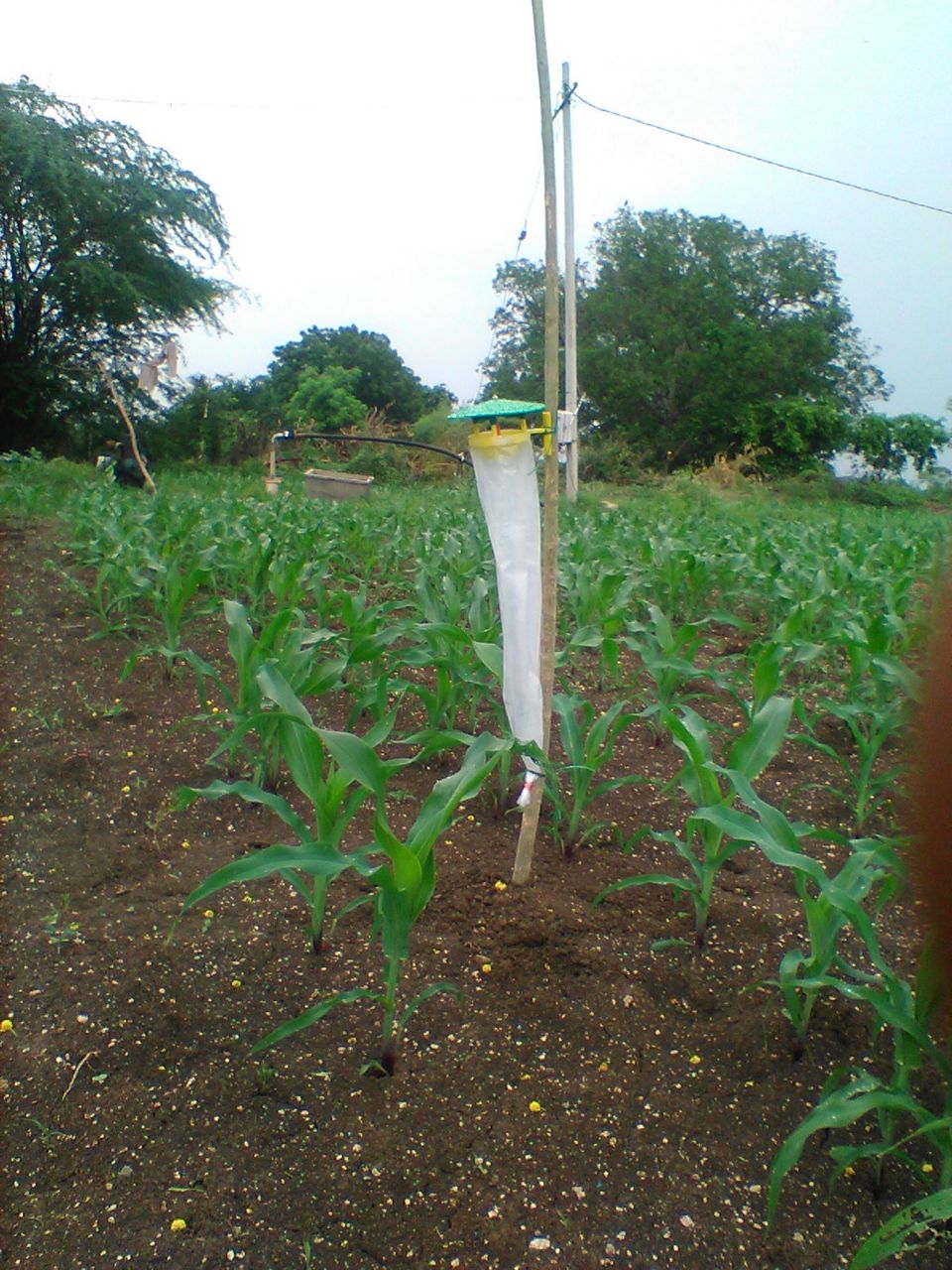 Fall Armyworm Pheromone Lure (Spodoptera frugiperda)