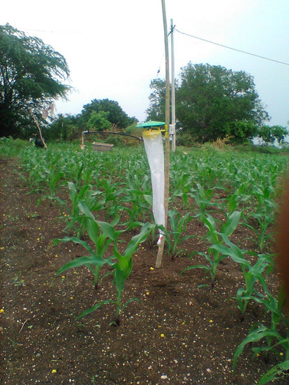 Fall Armyworm Pheromone Lure (Spodoptera frugiperda)
