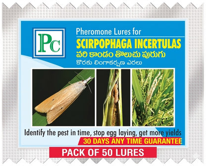 Scirpophaga incertulas (Rice Yellow stem borer) Lure