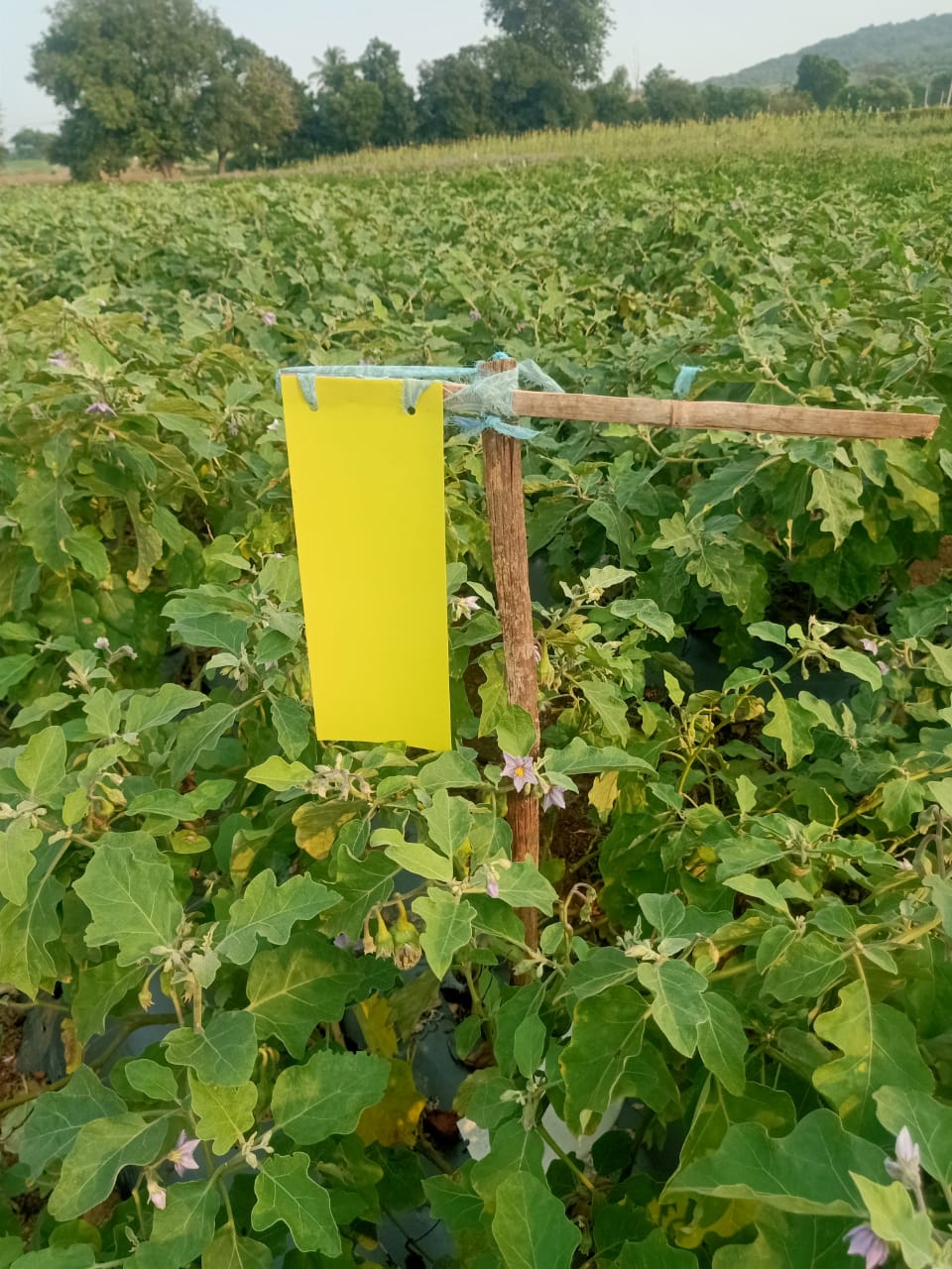Tomato Total Protection for 1-Acre
