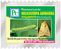 armigera-4