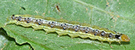 binotalis-1