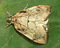 binotalis-2