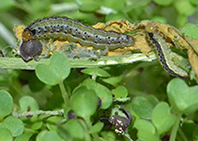 binotalis-3