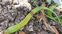 cucurlure-2