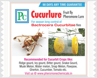 cucurlure-5