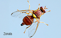 frulure-1