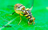 frulure-3
