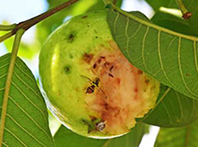 frulure-4
