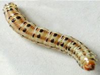 indicus-1
