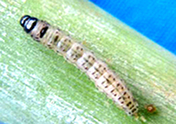 infuscatellus-2