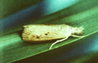 infuscatellus-3