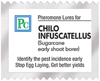 infuscatellus-4