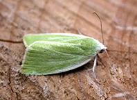 insulana-2