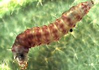 lycopersicella-1