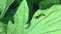 lycopersicella-3