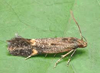 modicella-1