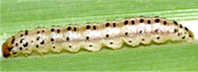 modicella-2