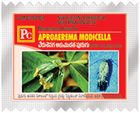 modicella-4