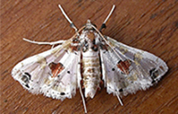 orbonalis-3