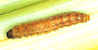 partellus-2