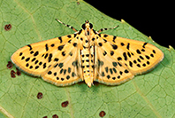 punctiferalis-2