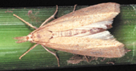 suppressalis-3