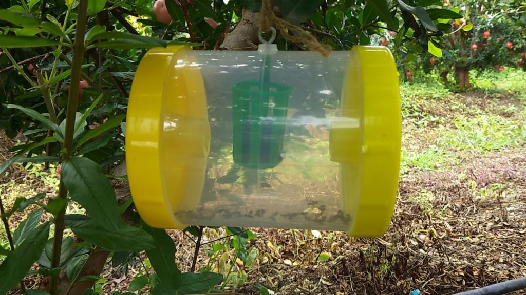 Fruit Fly Traps Pheromone Chemicals
